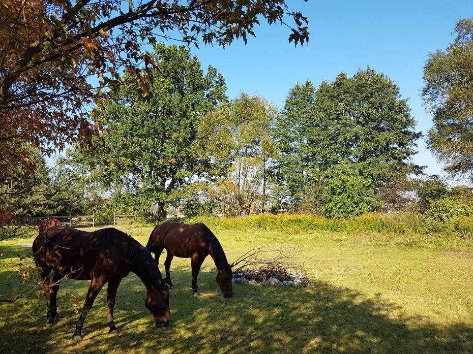 Agroturystyka Pod Modrzewiami Nowy Tomyśl Buitenkant foto