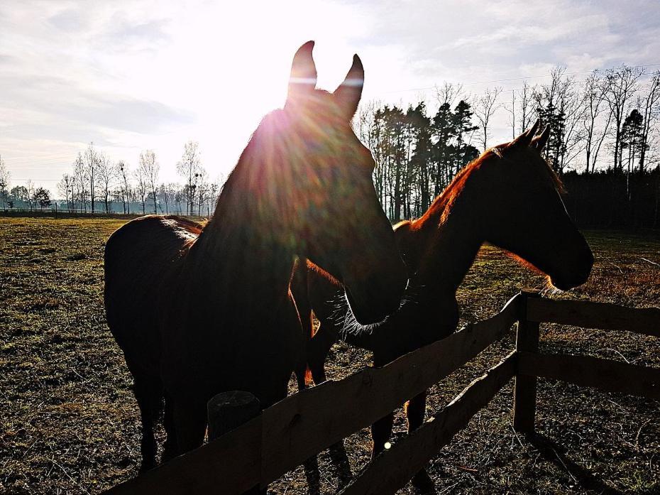 Agroturystyka Pod Modrzewiami Nowy Tomyśl Buitenkant foto